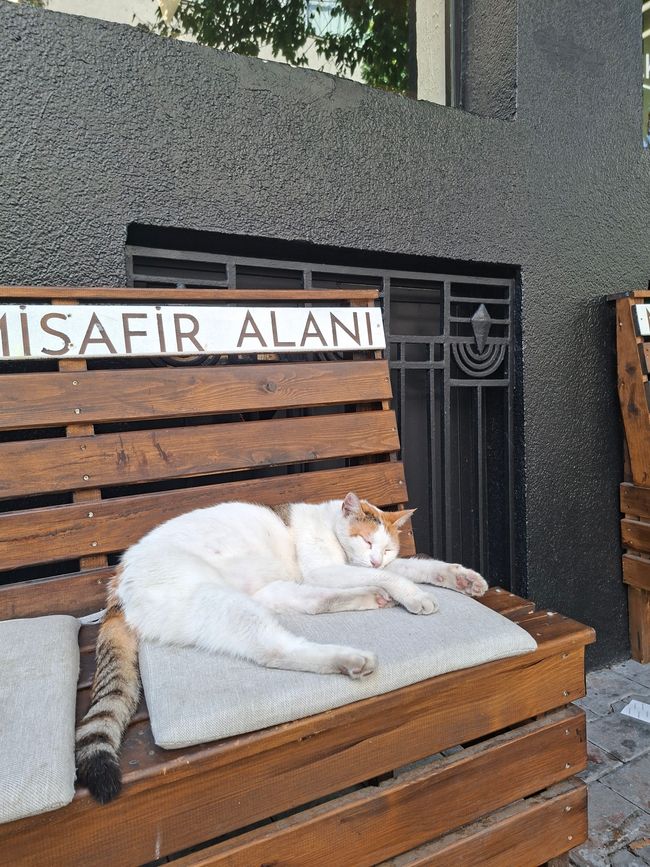 Istanbul Cat en la muralla 