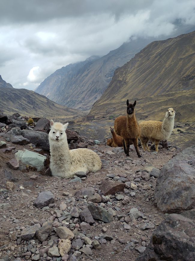 Cusco, Lares-Trek und Machu Picchu