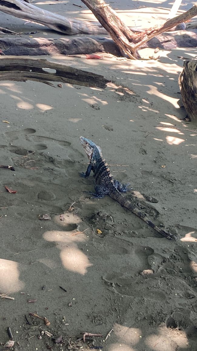 Il mio amico in Spiaggia 
