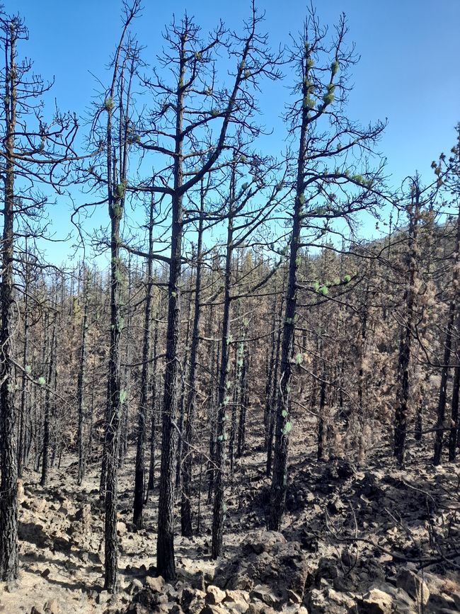 Forest fire 2023 - the pine trees are actually recovering