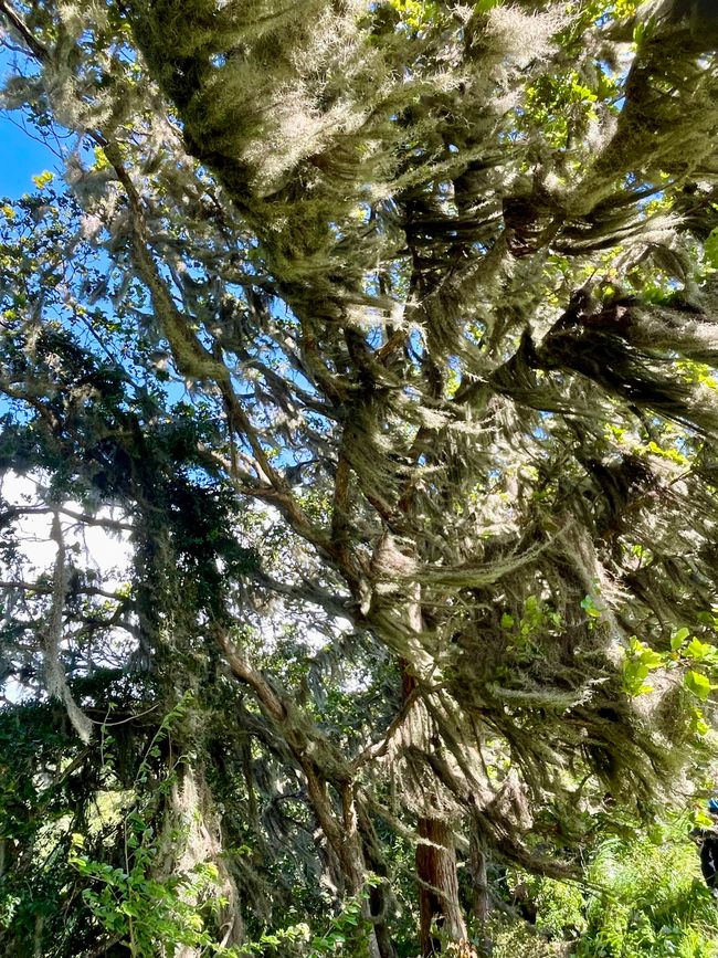 mit Moos in den Bäumen - typisch für Nebelwald