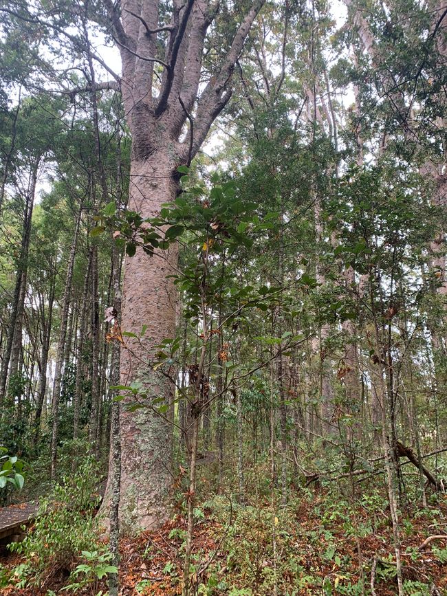 27_ARBRE KAURI