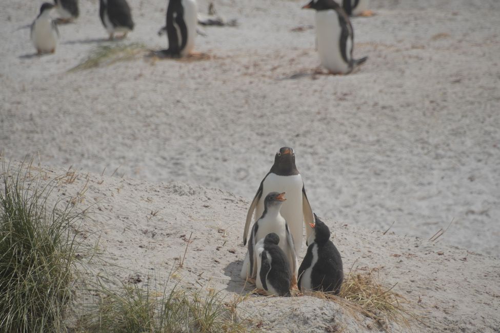 Manchots de Gentoo / Gentoo penguins