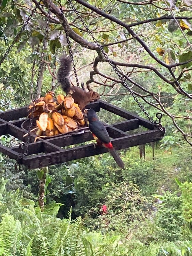 Ein Tucan und ein Eichhörnchen