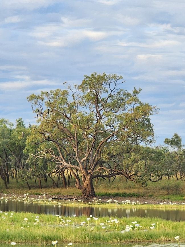 Tag 16, 10. Mai, Camooweal Billabong