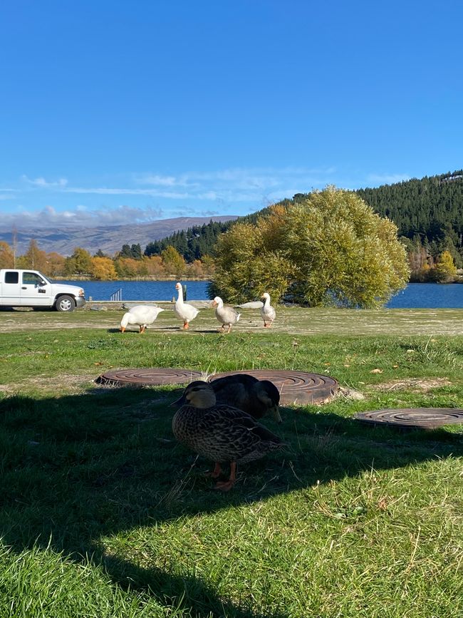 Wanaka - Cromwell - Clyde - Alexandra