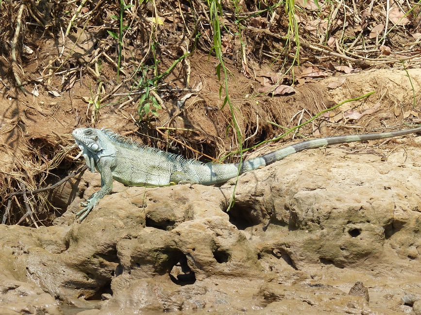 Brasil Pantanal crucero fluvial