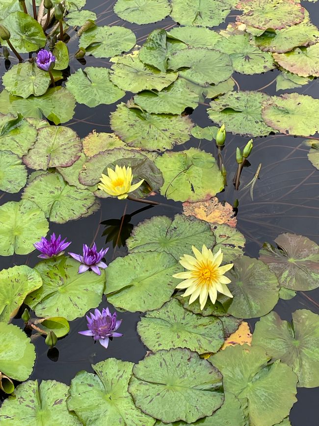 Kyoto Botanical Garden
