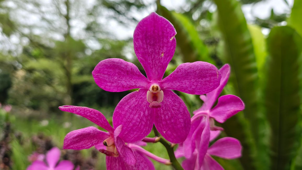 Gesicht einer Orchidee