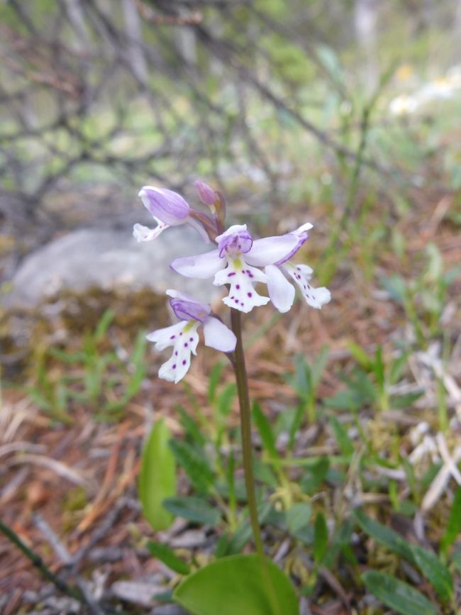 Vielen tolle kleine Blumen 