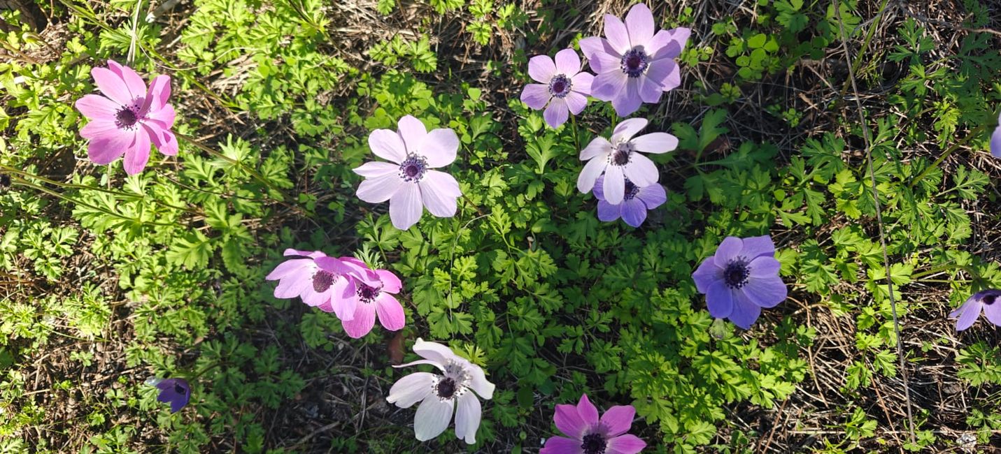 Frühling auf Kreta