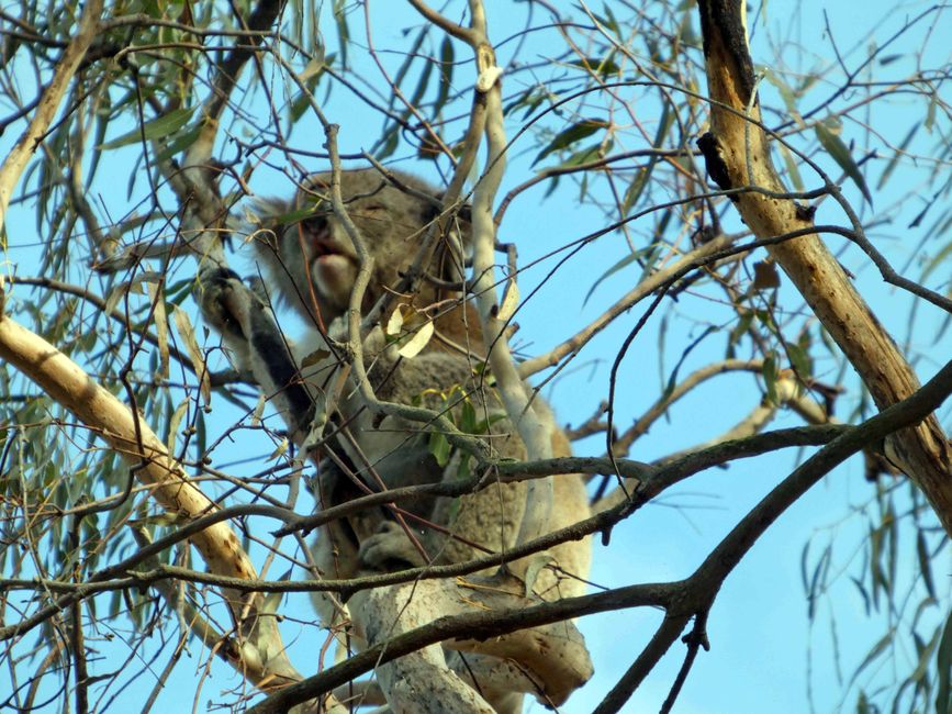Tower Hill Wildlife Reserve