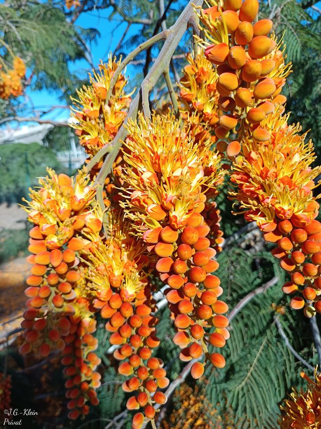 Santa Cruz / Teneriffa