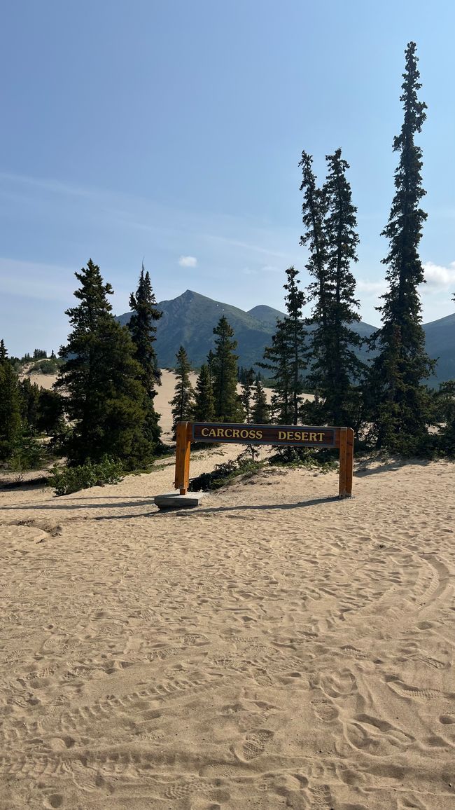 Carcross Desert - eigentlich nur eine Sanddüne