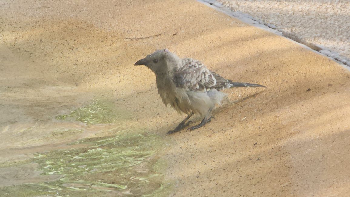 Tag 6, 30. April, Katherine Gorge