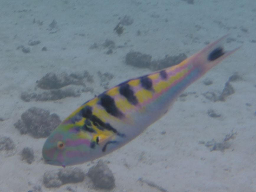 2025-04-23 Tahiti und Huahine