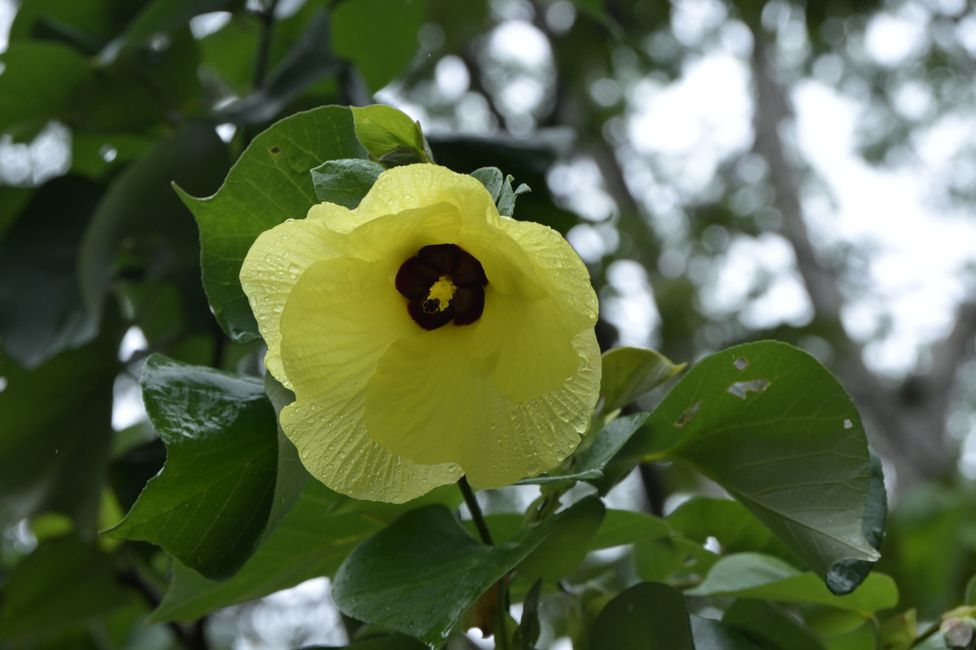 Hibiscus côtier