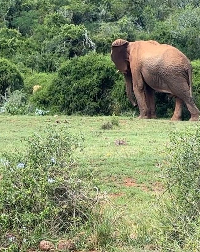 Addo Nationalpark