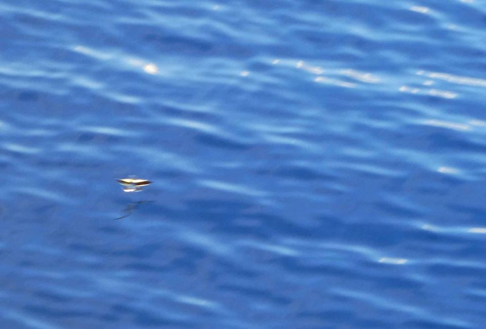 Poisson volant