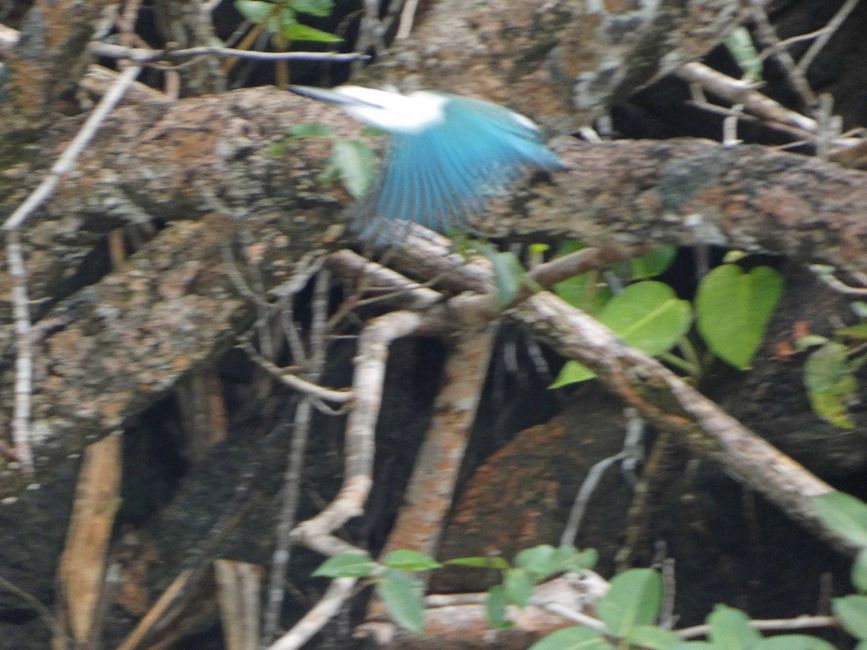 Misool, Nuova Guinea occidentale, Indonesia, escursione in Zodiac