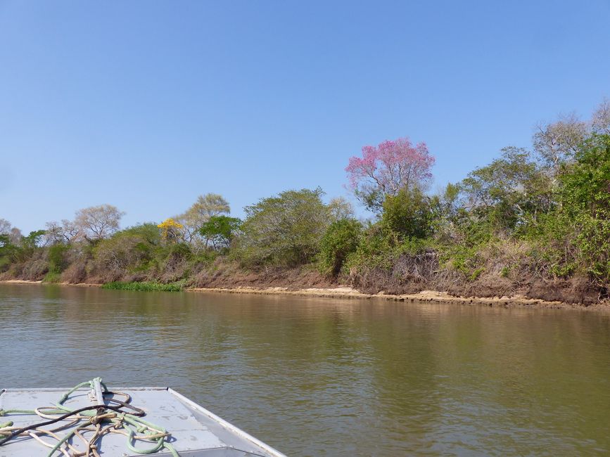 Brasil Pantanal crucero fluvial