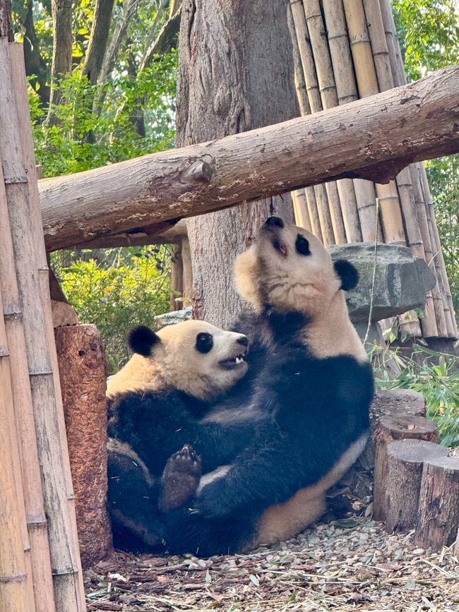 Part 2: Xi'an and Chengdu 🐼