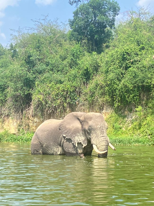 Queen Elizabeth Nationalpark