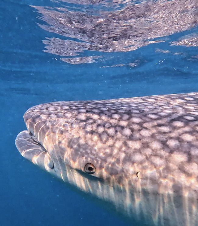 Travis bei Triton Bay Divers: Walhaie und mehr