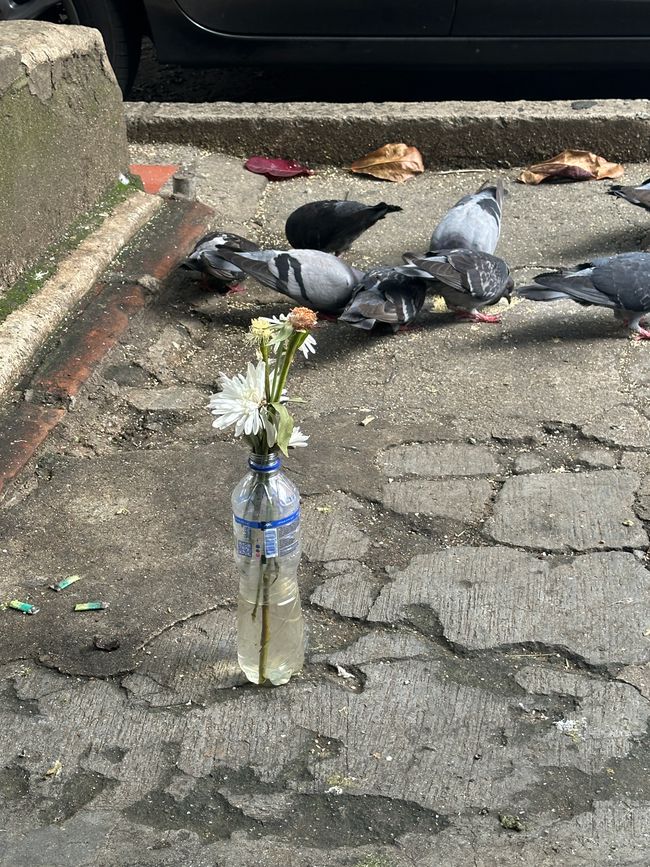 Medellín- die Stadt, in der alles erblüht?