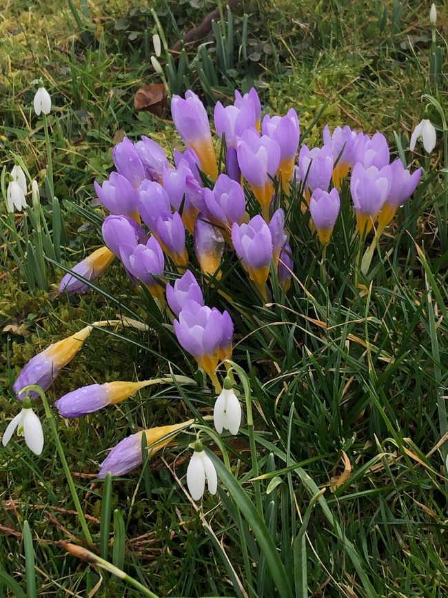 or with the wild crocuses