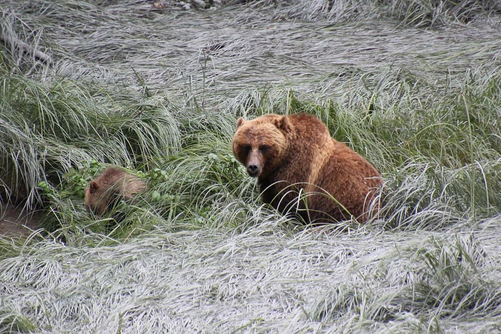 Tag 15: Stewart/Hyder - Grizzlies & (k)ein Salmon Glacier