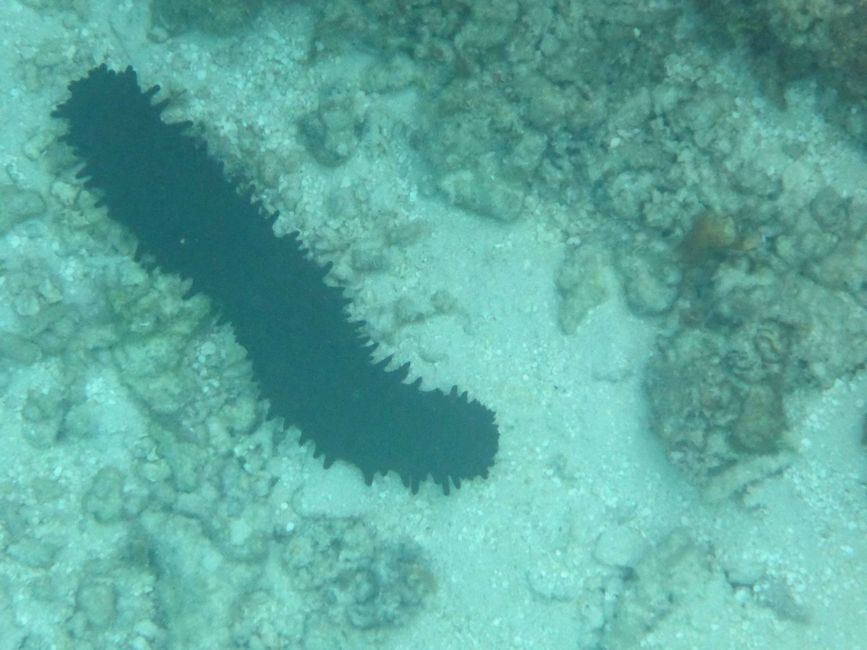 Lomaloma, Insel Vanua Balavu, Fidschi