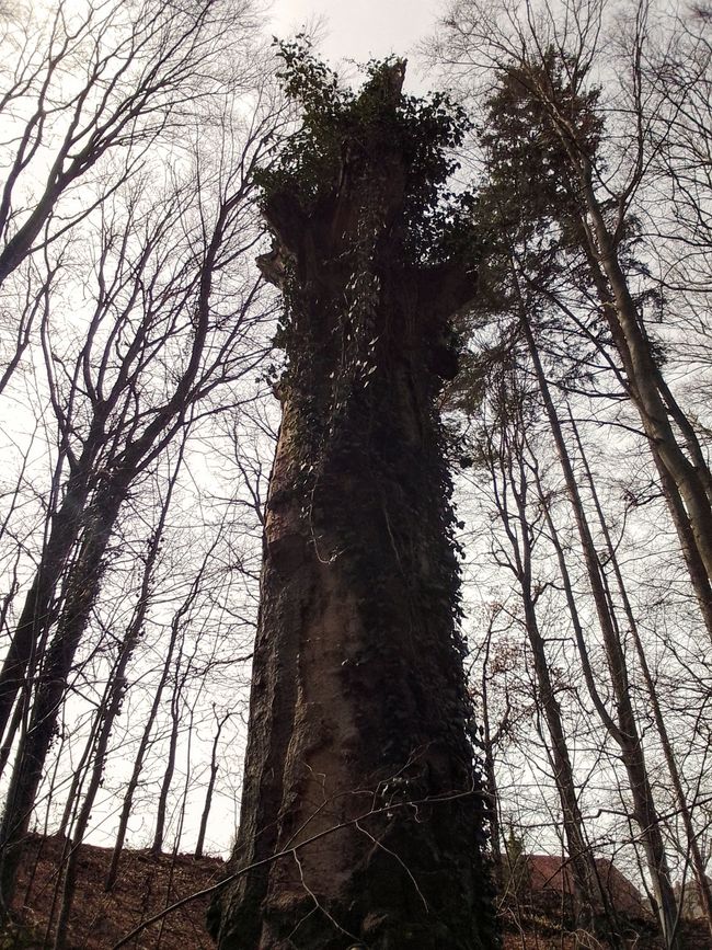 Zeitreise ins Holz, oder wie uns die Alten beschenken wollten 