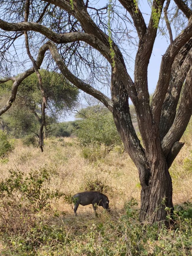 Parc national de Tarangire