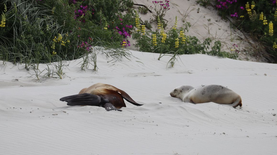 Dunas de flores en Victory Beach