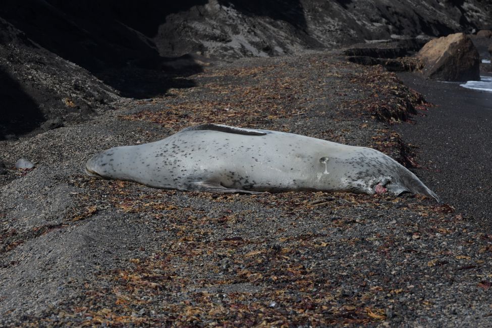 Phoque léopard / Leopard seal