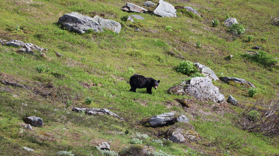 Ours noir au champ de glace Harding