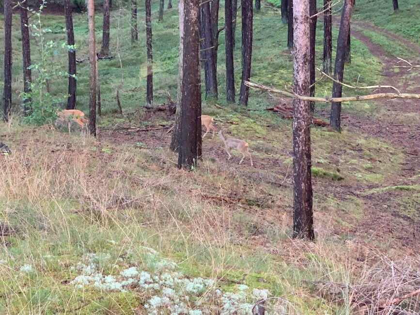 Regen, immer wieder Regen