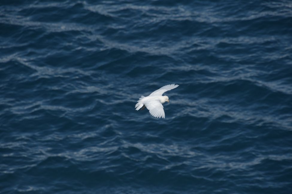 Weißgesicht-Scheidenschnabel / Snowy sheathbill