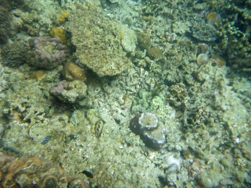 Misool, Nuova Guinea occidentale, Indonesia, escursione in Zodiac