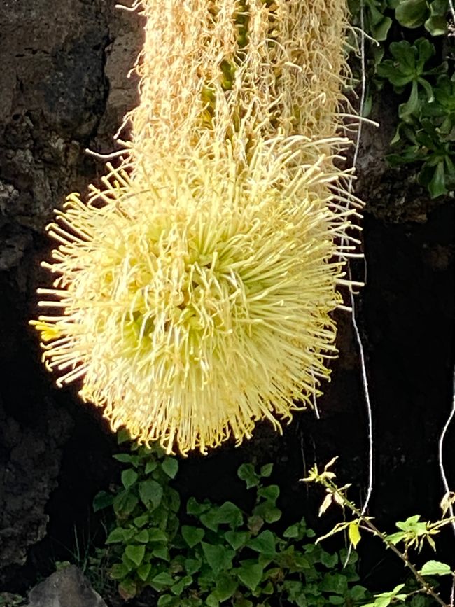 Die Blüten der Schwanenhals-Agave