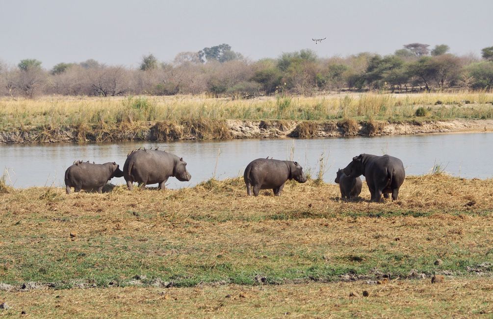 Safari pur-das Abenteuer beginnt