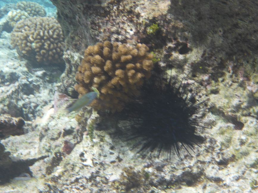 2025-04-30 Raiatea and Taha'a