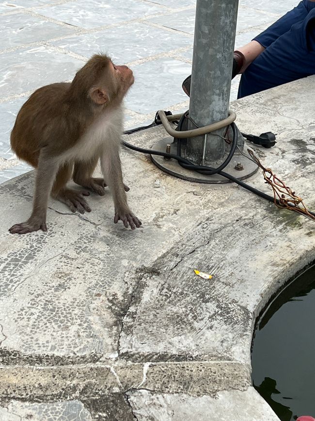 Tag 5 - Hoi An: Ein Tag mit Affen, Einhörnern und vielen Überraschungen