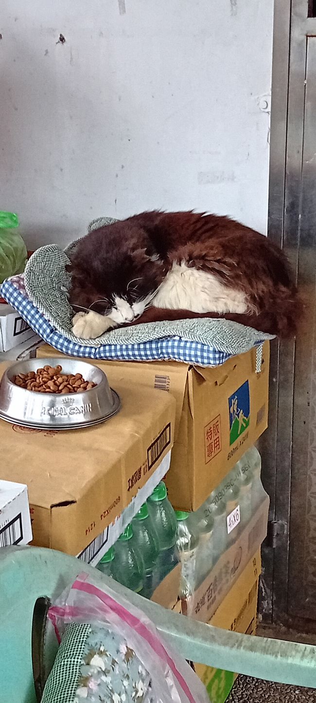 Houtong 🐱 Katzenstadt 