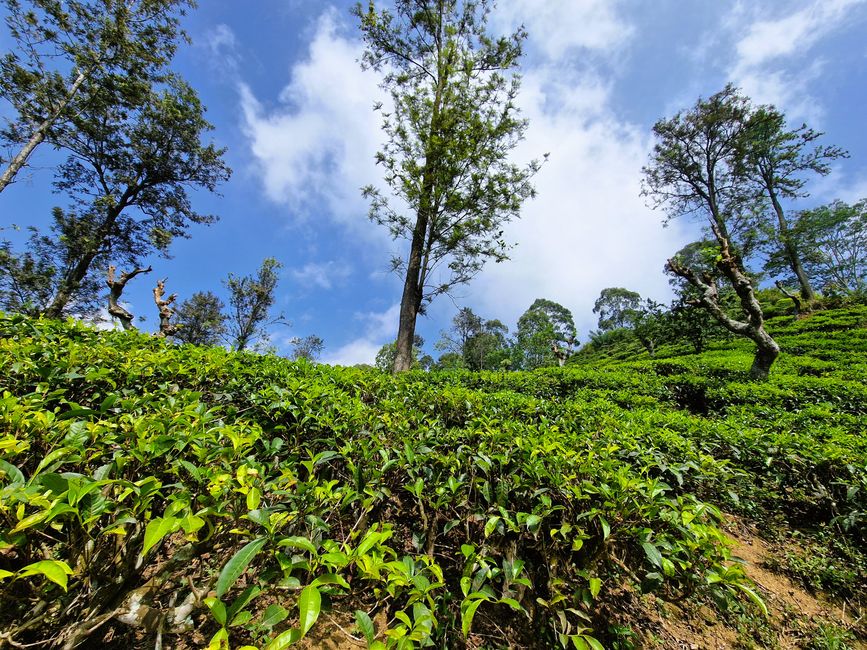 Adam's Peak