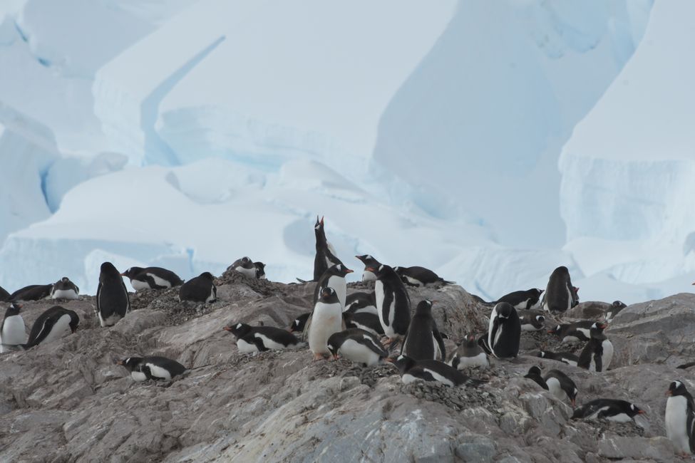 Eselspinguine / Gentoo penguins