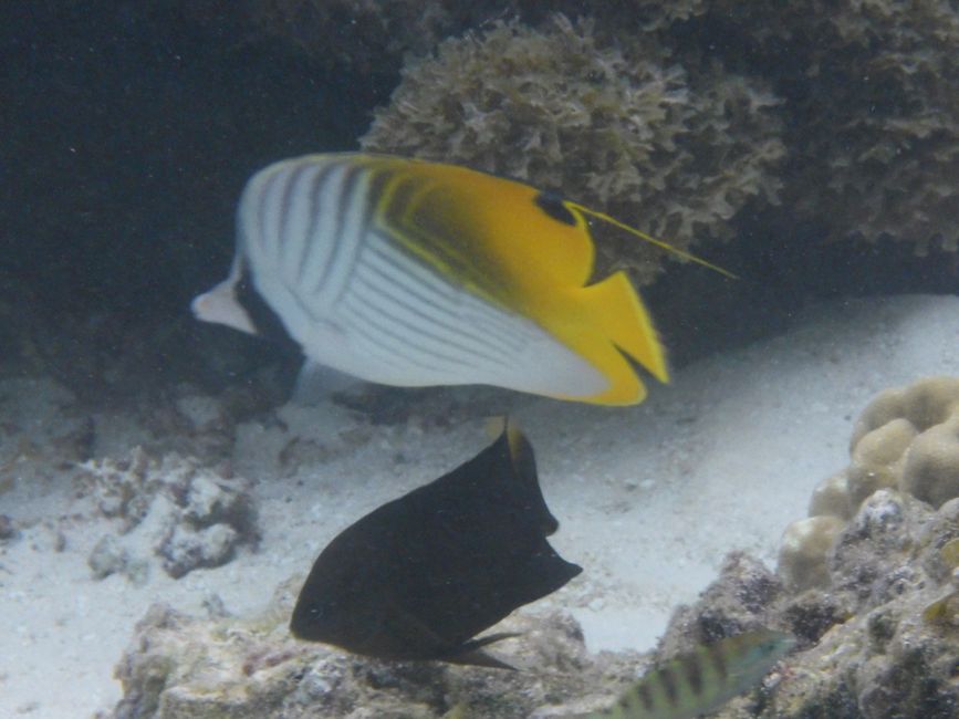 2025-04-23 Tahiti und Huahine