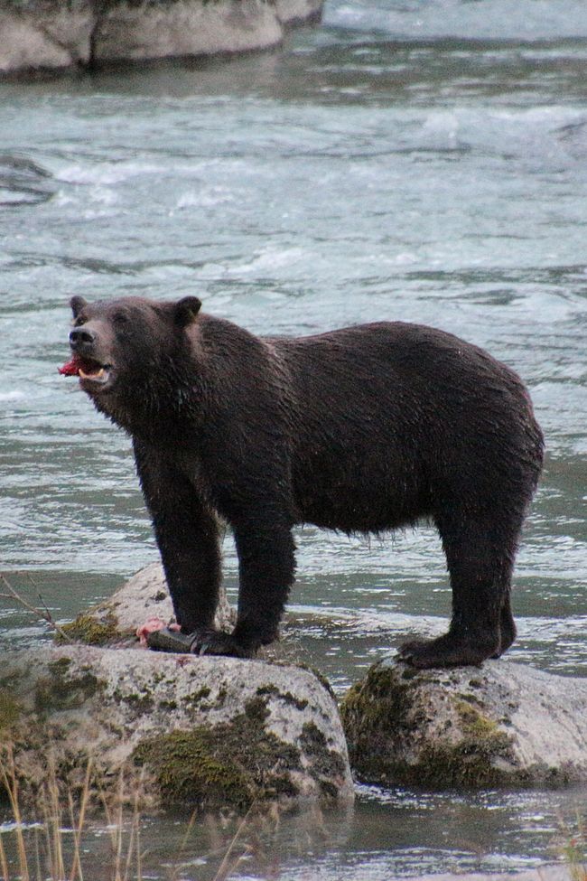 Etiqueta 26: Río Chilkoot - gran cine de osos & sesión de fotos con 'Lulu'