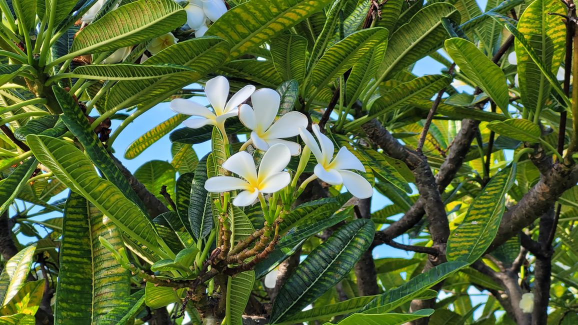 Frangipani Hawaii